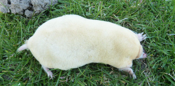 albino-mole