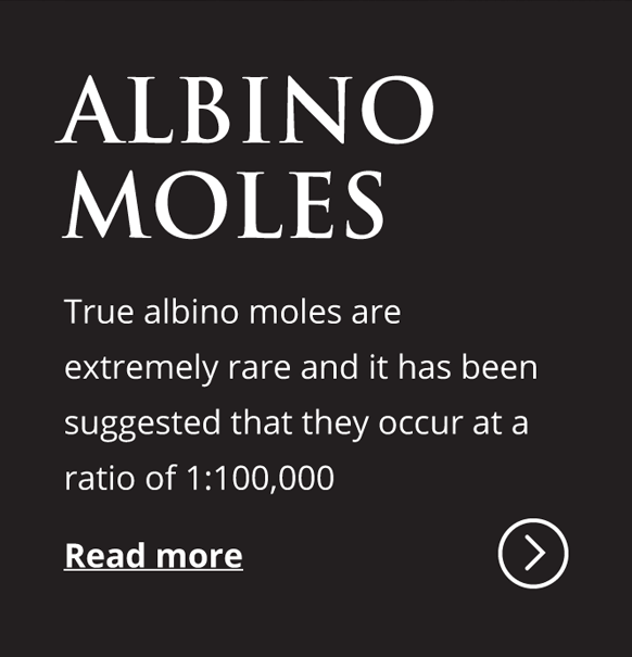 albino-moles