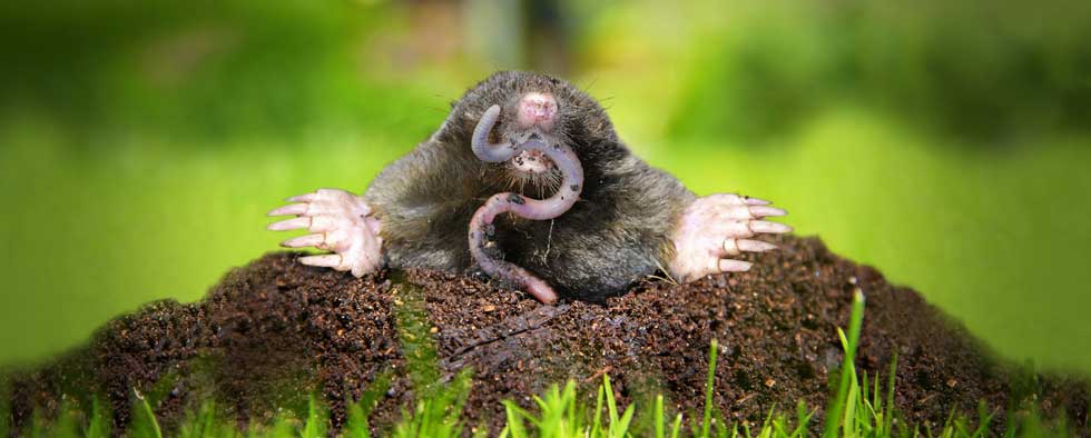 mole-worm